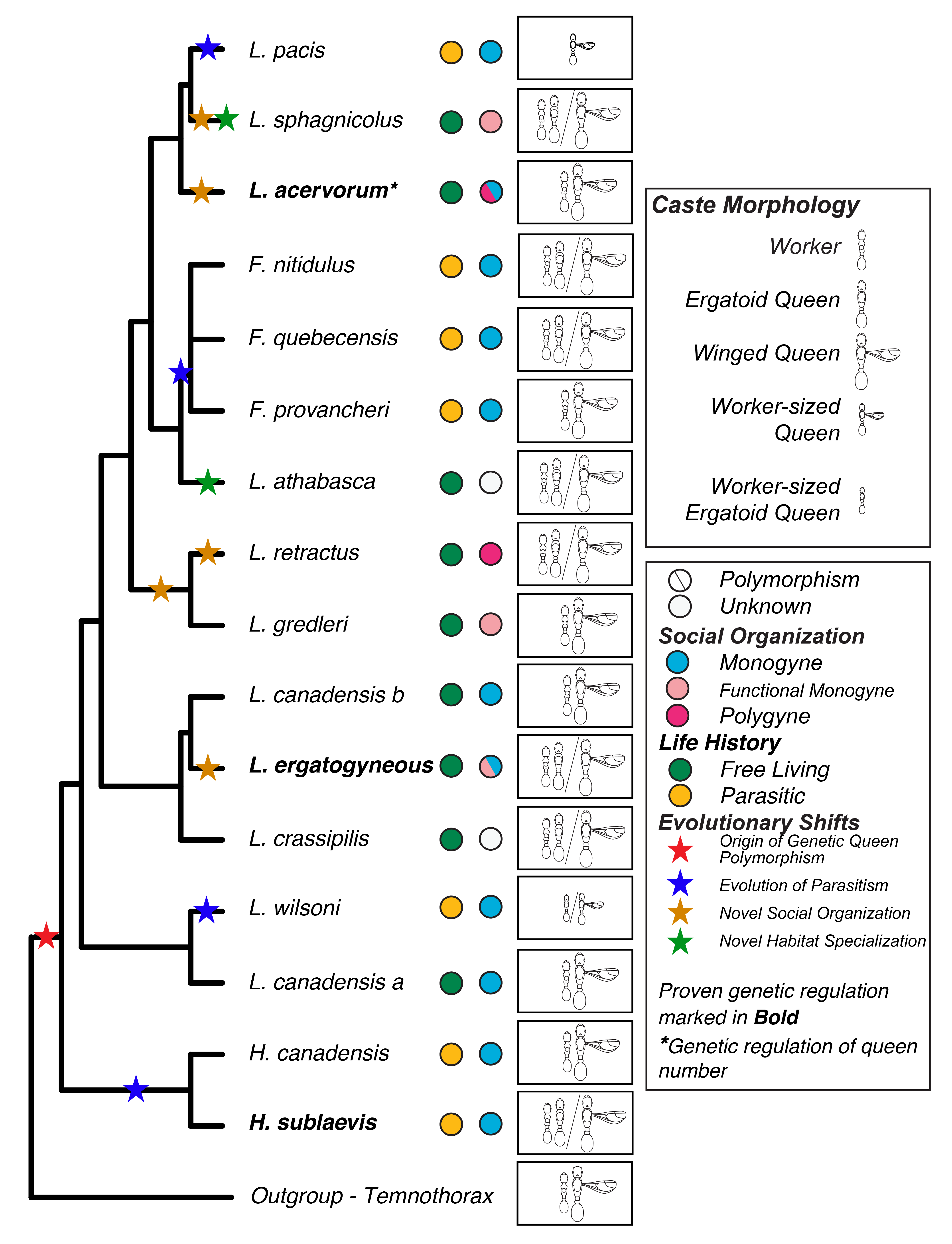 Leptothorax_phylogeny.png